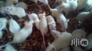 Albino Rat.