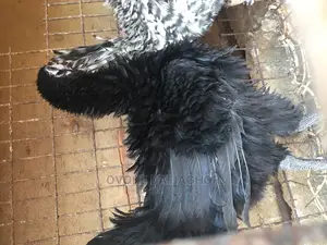 Reverse Feather or Rasta Hen, Native Exotic