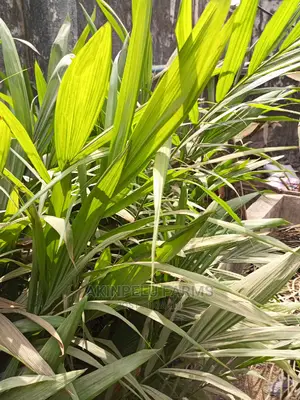 Hybrid Dwarf Tenera Oil Palm Seedlings