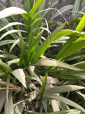 Hybrid Dwarf Tenera Oil Palm Seedlings