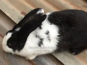 Improved Dutch Rabbits