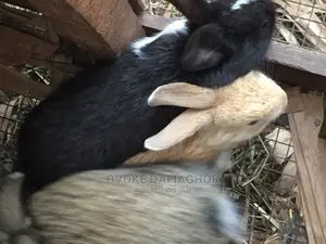Exotic Gaint Breed of Rabbits