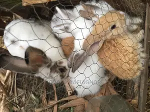 Lovely Exotic Bunnies