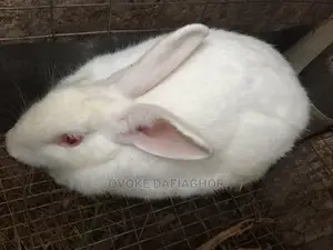 Pregnant Califonia White Rabbit