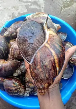 Nicely Clean and Dried Catfish, Tilapia,Prawns, Snails .Etc