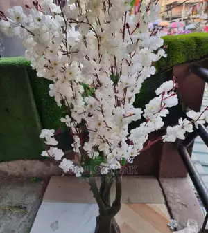 Cream Color Cherry Blossom