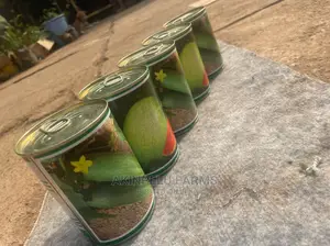 Cucumber Watermelon Seeds