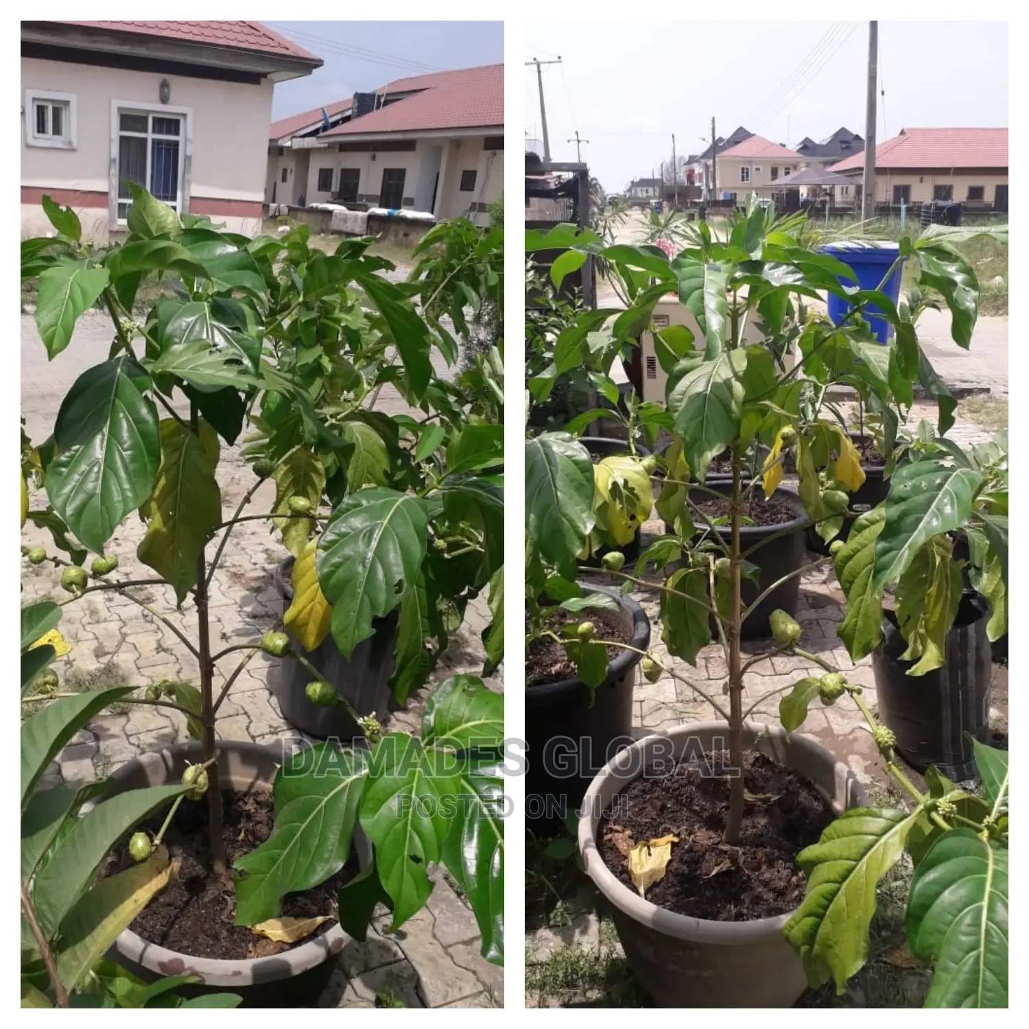 Noni Seedlings