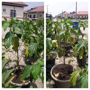Noni Seedlings