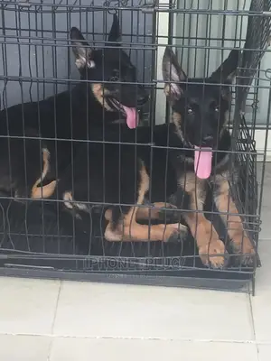 3-6 months Male Purebred German Shepherd
