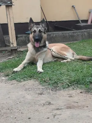 6-12 months Male Purebred German Shepherd