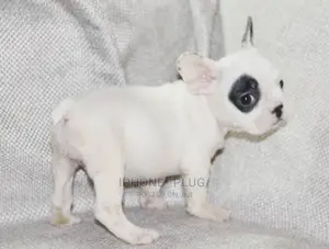 1-3 months Male Purebred French Bulldog