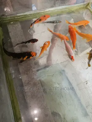 Koi Fish 5inch