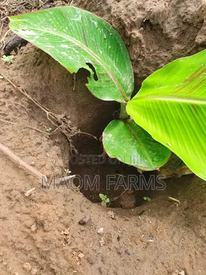 Plantain Suckers, Variety: Cameron's Giant