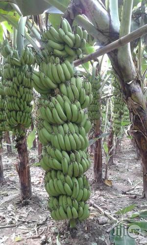 Hybrid Giant Cavandish Banana Suckers/Plantlets