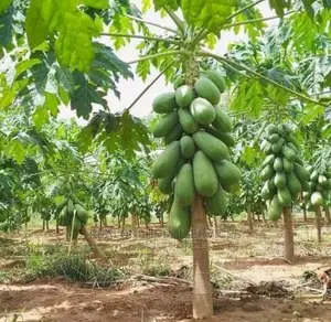 Agriculture (Cultivation) Cashew, Plantain, Pawpaw