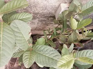 Hybrid Jumbo Guava.