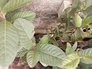 Jumbo Guava Seedlings