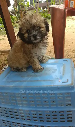 1-3 months Female Purebred Lhasa Apso