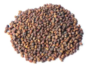 Pueraria Phaseoloides Seeds