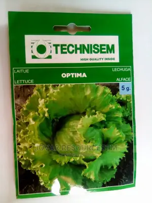 Best Improved Lettuce Seeds (Higher Yield)