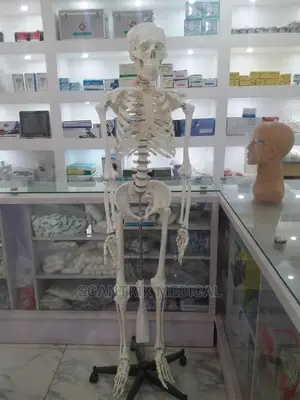 Skeletal System Front Chart (27x40)