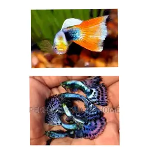 Guppy Fish Fancy Tail