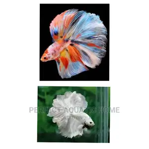 White Siamese Fighting Fish
