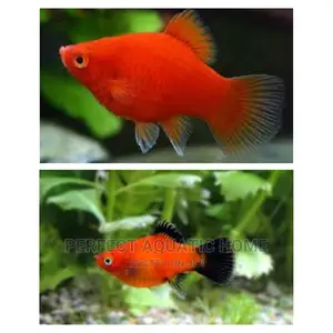 Red Platy Fish