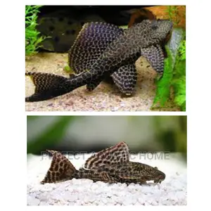 Pleco / Aquarium Cleaner