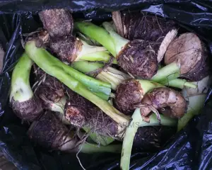 Good Cocoyam Suckers