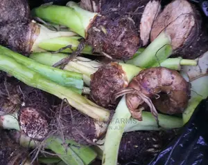 Snail Farm Cocoyam Suckers.