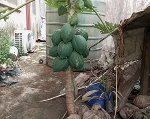 Dwarf Organic Pawpaw-Matures in 6-7 Months.