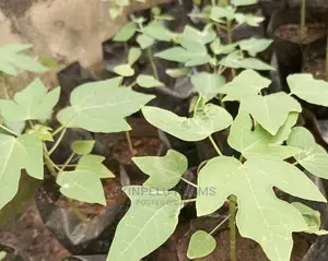 Hybrid Dwarf Pawpaw Seedlings
