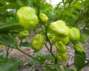 Hot Pepper-Atarodo