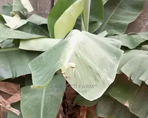 Dwarf Banana Suckers.