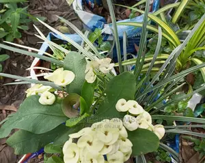 Flowers Planting Services