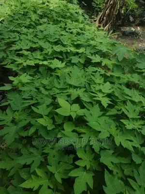 Best High Yield Dwarf Pawpaw Seedling / Nursery
