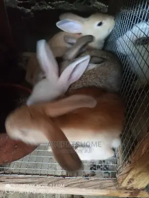 Beautiful Rabbits For Sale
