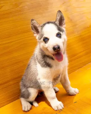 1-3 months Female Purebred Siberian Husky