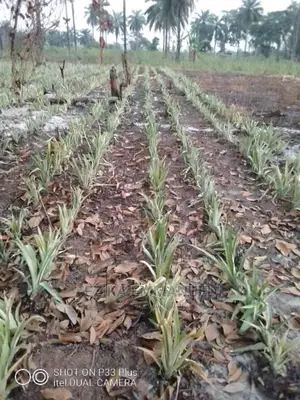 Hybrid Palm Seedling,Coconut Plants Orange Plants Eco Trees. Flowers