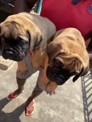1-3 months Male Purebred Bullmastiff