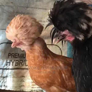 Polish Chicken Pair, Outstanding!