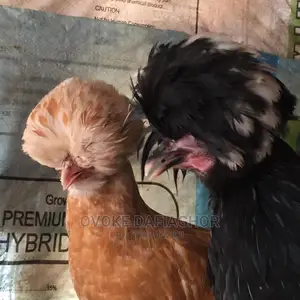 Polish Chicken Pair, Outstanding!