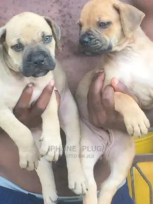 1-3 months Male Purebred Boerboel