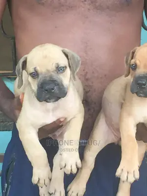 1-3 months Male Purebred Boerboel