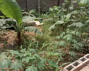 Snail Technical Training.
