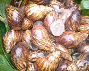 Physical Training on Snail Rearing.