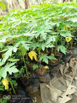 Hybrid Dwarf Pawpaw Seedlings
