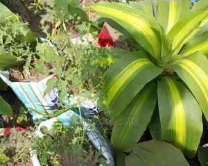 Flowers Beautification.